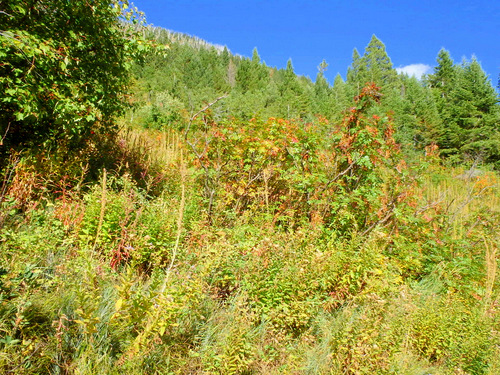 Turning Foliage.