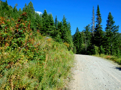  We are climbing on NF 114 to Whitefish Pass on the GDMBR, Montana.