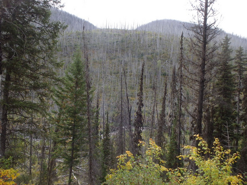 We found a huge forest fire area; the burn scar went for miles.