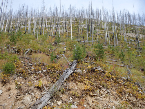 We found a huge forest fire area; the burn scar went for miles.