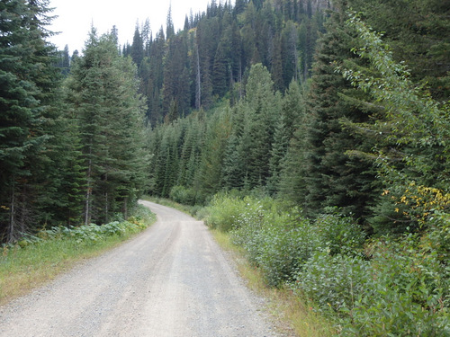 We continue to ride uphill on the GDMBR (NF 115, MT).