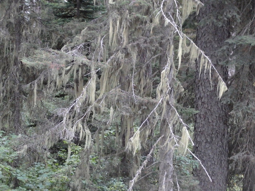 Moss in trees.