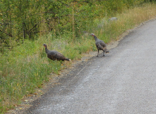 This is our First Turkey sighting in Montana on the GDMBR.