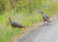 2 Turkeys.