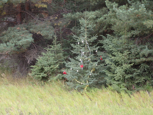 A spontaneous Christmas Tree.