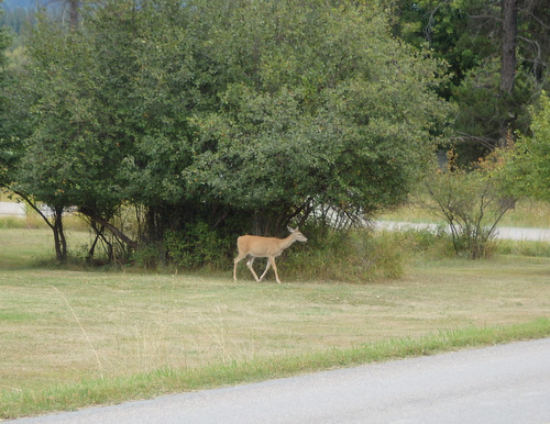 We sight a Deer, Doe.