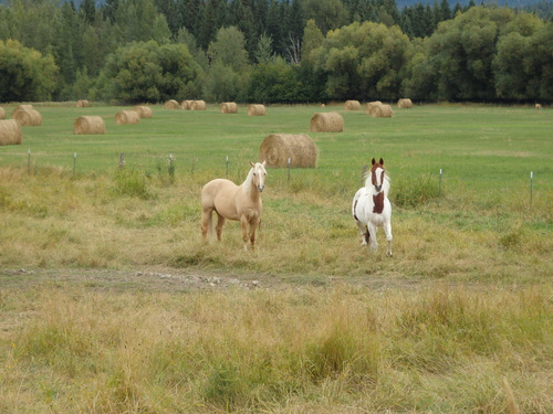 The brown and white Paint is restless and wants to visit.