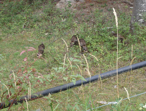 Turkeys sighted along the GDMBR near Columbia Falls, MT.