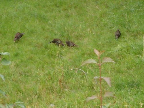 Turkeys sighted along the GDMBR near Columbia Falls, MT.