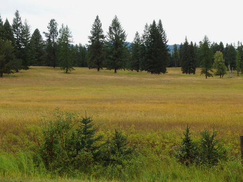 A very colorful mix of grass colors.