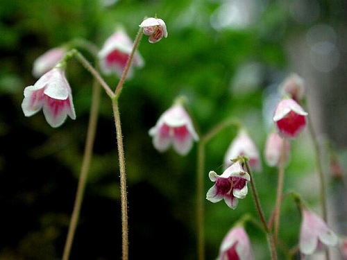 Linnaea Borealis.