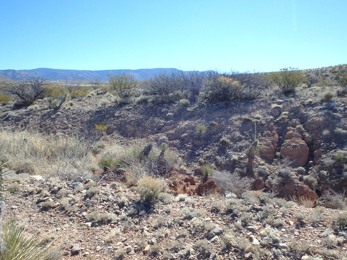 The roadside plantlife is typical of the area.