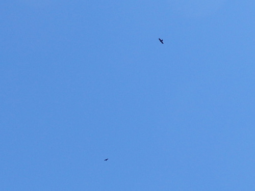 Two Hawks or Crows at play, we could never tell.