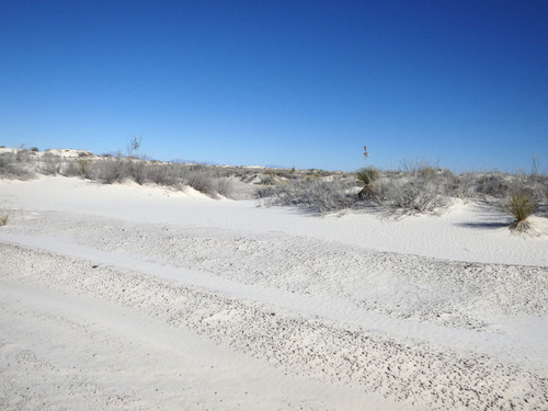 In White Sands, NM, looking at the Innerdunal Area.