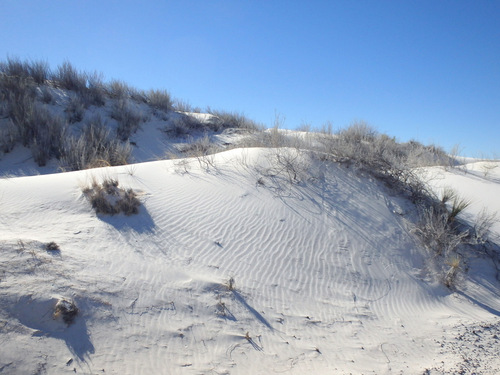 In White Sands, NM, Innerdunal Area.