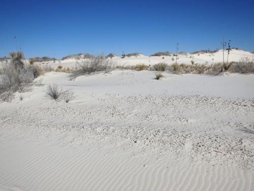 In White Sands, NM, Innerdunal Area.