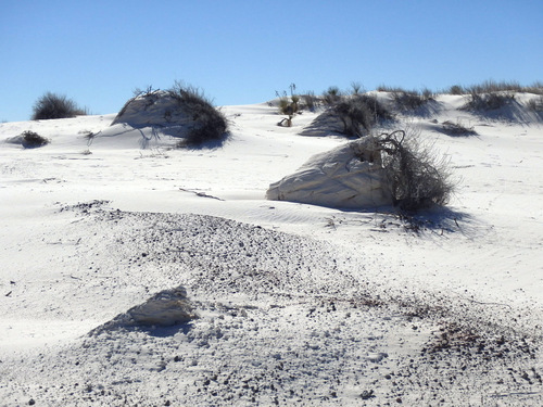 It is the plant roots that are holding these sand clumps together.