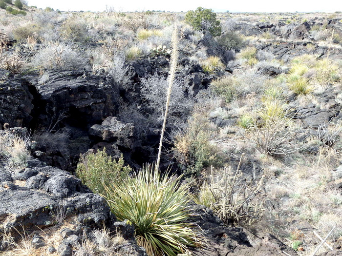 Valley of Fires, New Mexico.