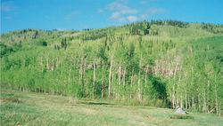 Bicycle Tent Camping on the Grand Mesa, Colorado.