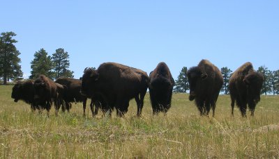 Bufalo, Elbert, Colorado