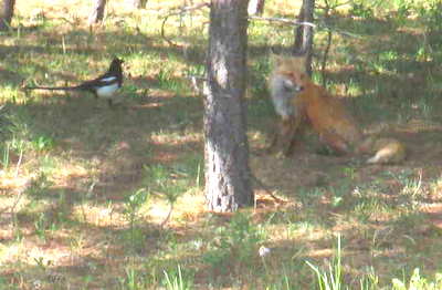 Magpie Confronting Fox