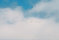 Geese Migration, Weather Front Coming.