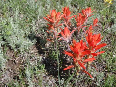 Indian Paintbrush.