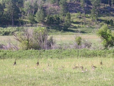 Turkey, Elbert, Colorado