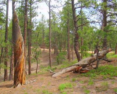 Skeleton Tree of Lightning Twist