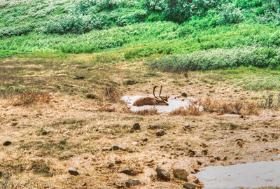 Tundra, Caribou on Snow.