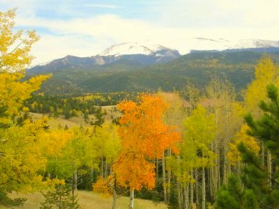 Aspen, Mueller State Park, Pikes Peak