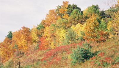 Fall Foilage and Finger Lakes, NY